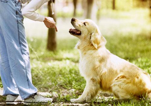 🌿 Il cane: non è un umano, ma è parte della nostra vita
